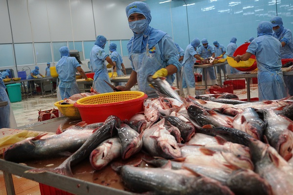 Cá tra Việt Nam được “bật đèn xanh” tại thị trường Mỹ, niềm vui cho doanh nghiệp