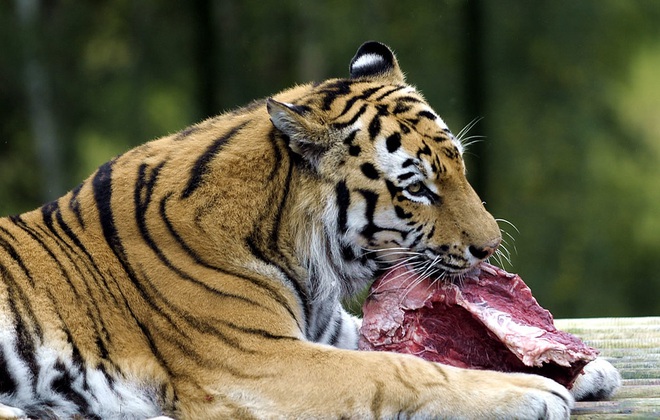 Khẩu phần ăn của 9 con hổ ở Nghệ An có gì mà tốn hết 20 triệu đồng/ngày?
