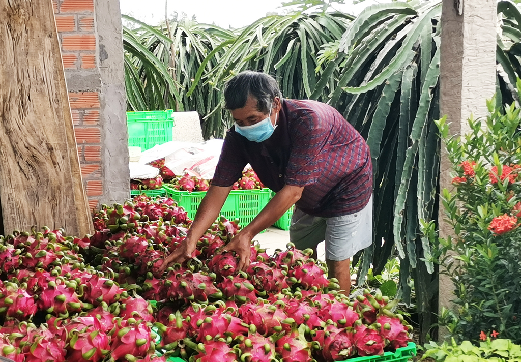 Trung Quốc coi loại trái cây này của Việt Nam là một “sản phẩm quan trọng”, là quả gì?