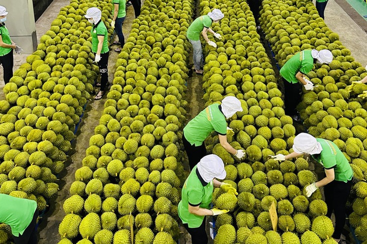 Trung Quốc đồng ý sớm ký nghị định thư, mở cửa cho tôm hùm bông, trái bơ, chanh leo