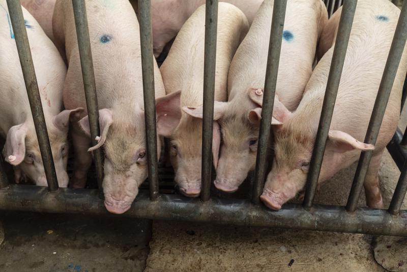 Giá thịt lợn lao dốc, Trung Quốc cố gắng kiểm soát quy mô đàn lợn