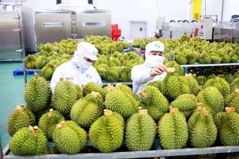 Việt Nam trở thành quốc gia xuất khẩu rau quả lớn thứ 2 sang Trung Quốc